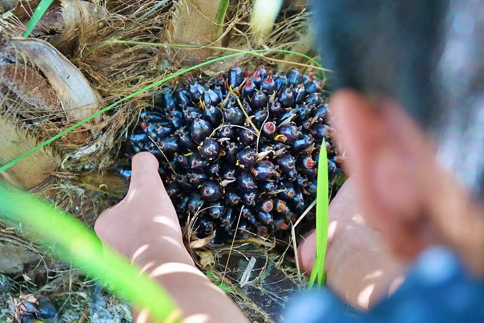 Buah kelapa sawit yang baru tumbuh di salah satu perkebunan di Konawe Utara, Kendari, Sulawesi Tenggara, pada Jumat, 4 April 2025. DI umur dua tahun, kelapa sawit sudah mulai berbuah namun buah pertama belum bisa dimanfaatkan. (Foto: KabarBursa/Abbas Sandji)