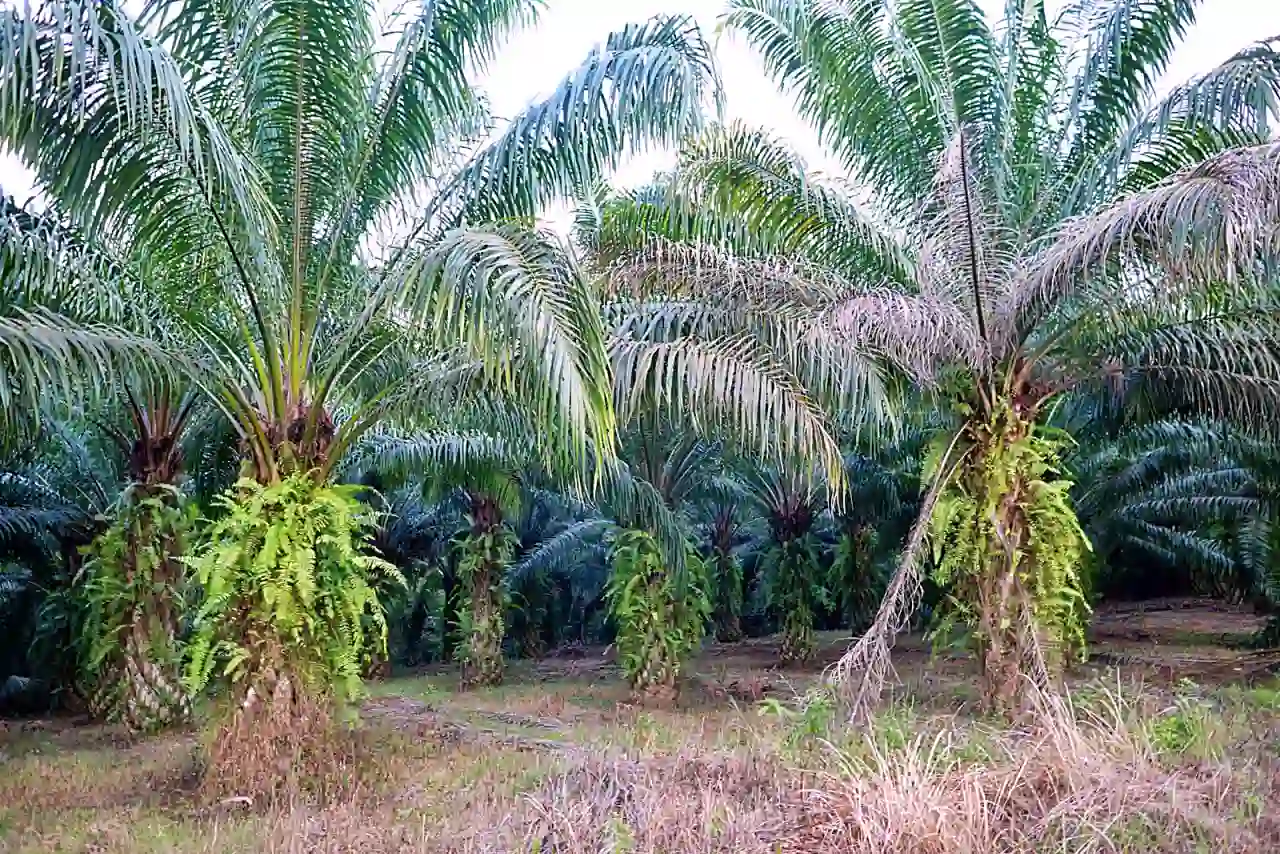 Perkebunan kelapa sawit di Konawe, Sulawesi Tenggara, Jumat, 28 Maret 2025. (Foto: KabarBursa/Abbas Sandji)