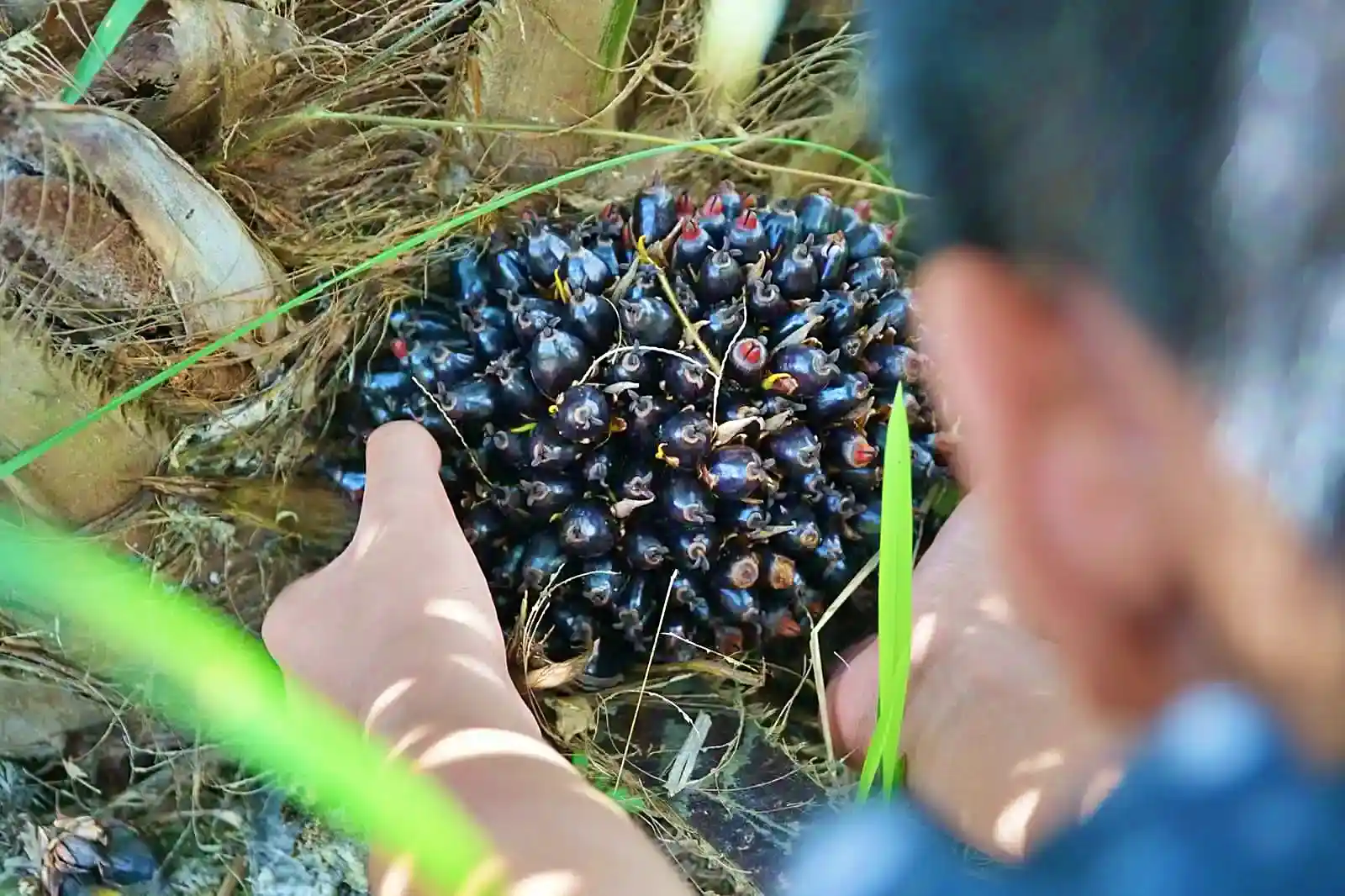PT Astra Agro Lestari Tbk (AALI) kembali menjadi sorotan investor. Pertanyaan yang muncul sederhana tapi penting. (Foto: Dok. KabarBursa)