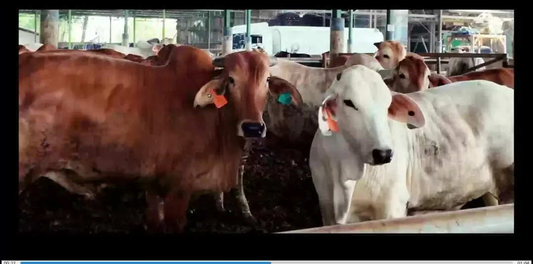 Public Expose Insidentil Pubex BEEF Secara Daring dengan Ilustrasi. Foto: Tangkapan Layar