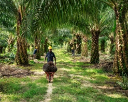 Ilustrasi pekerja di kebun sawit (foto: PT Austindo Nusantara Jaya Tbk)