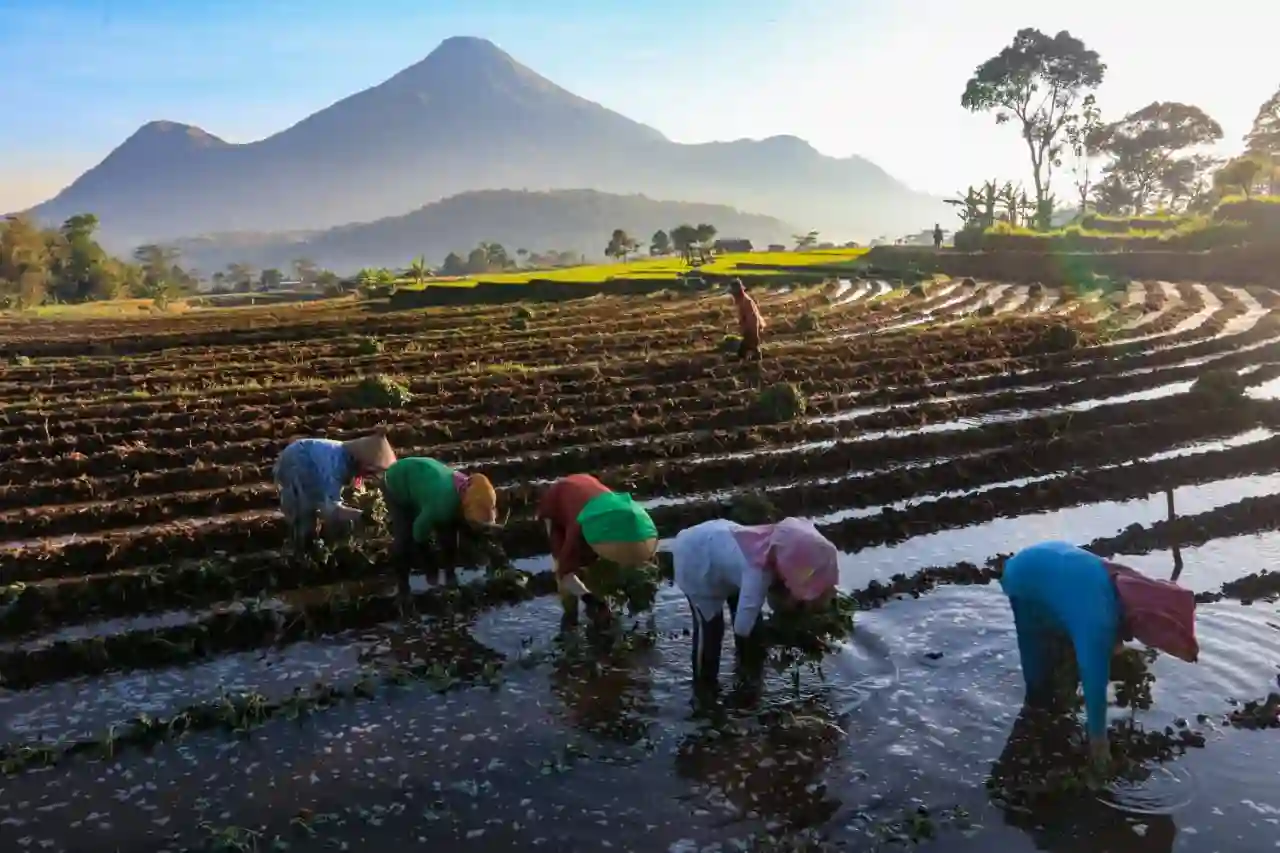 Fokus sektor riil, KUR BRI perkuat ekonomi petani dengan penyaluran lebih dari Rp178 triliun sepanjang 2025. Foto: dok. BRI