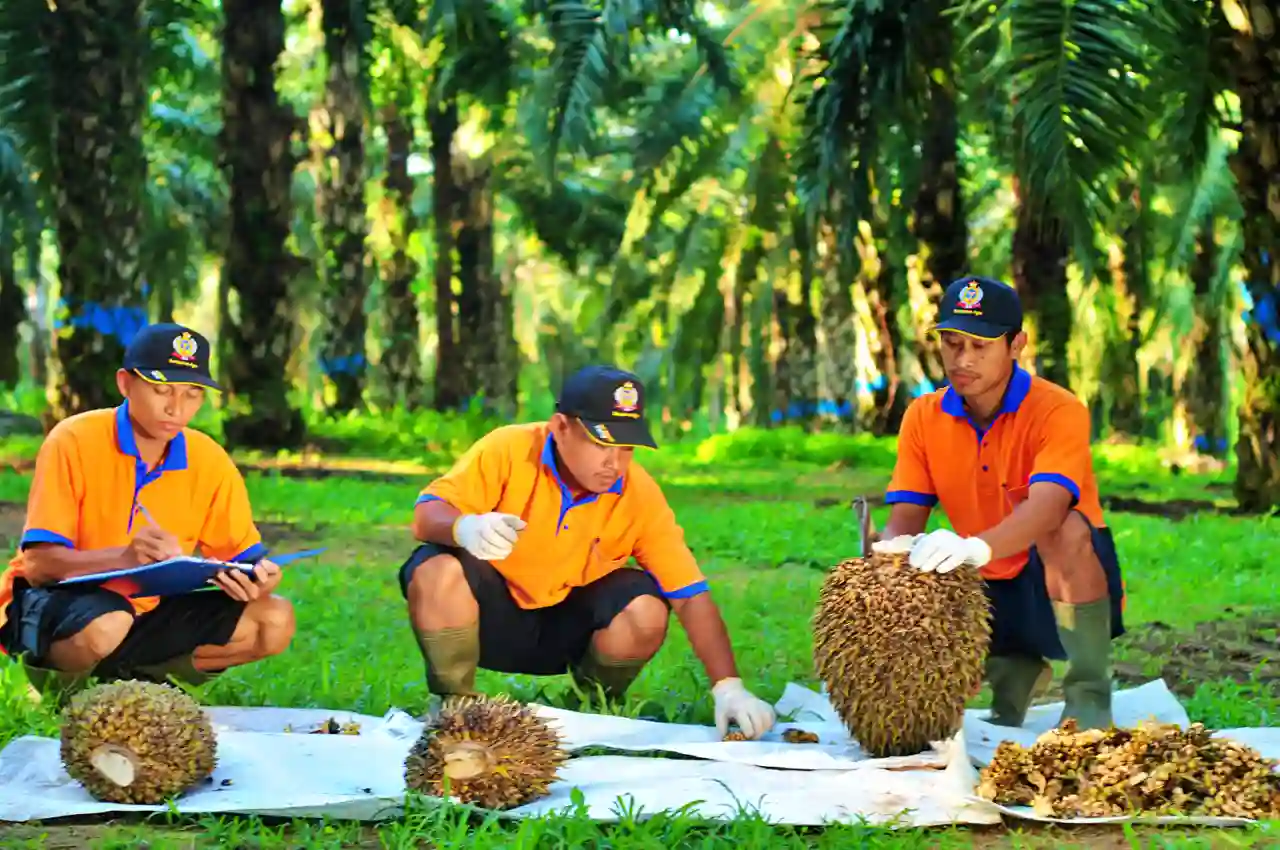 Struktur kepemilikan saham SGRO mengalami perubahan signifikan (Foto: Dok. Sampoerna Agro)