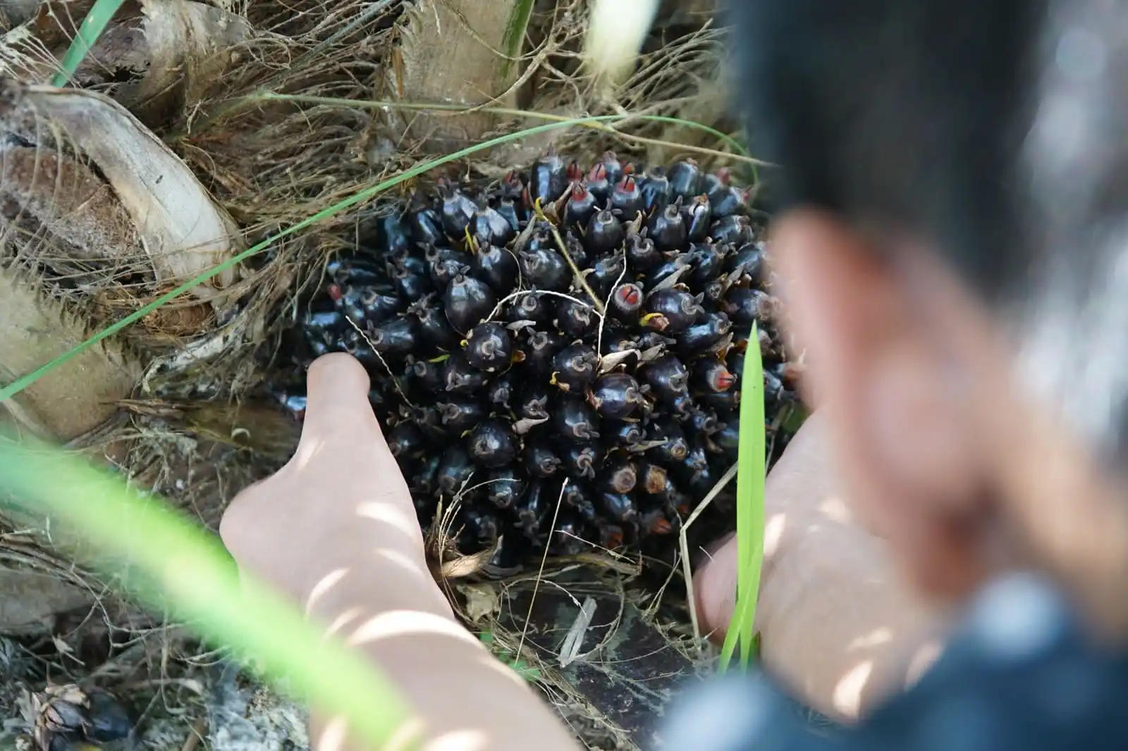 Astra Agro Lestari berencana membagikan dividen di tengah stabilnya kinerja keuangan dan saham. (Foto: dok AALI)