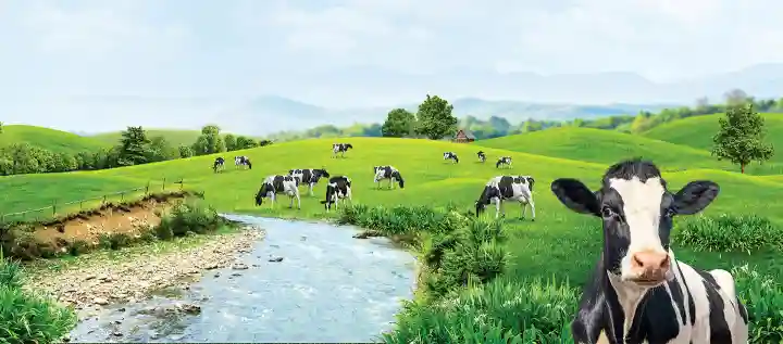 Analis masih merekomendasikan buy untuk saham CMRY meskipun secara moving average tekanan masih cukup tinggi. (Foto: dok  Cisarua Mountain Dairy)