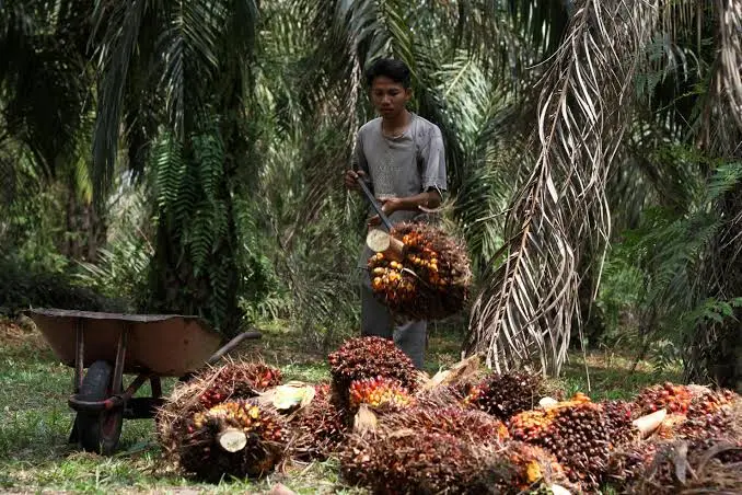 Di hari AALI membagikan dividen, saham terdepak dari MSCI. Harga bergerak terkoreksi tajam dan tekanan jual sangat besar. (Foto: dok Astra Agro Lestari)