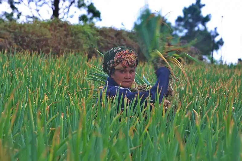 Laporan ECIU mencatat petani Indonesia kehilangan 23,6 juta jam kerja pada 2024 akibat panas ekstrem yang dipicu perubahan iklim. Foto: Dok. KabarBursa.com.