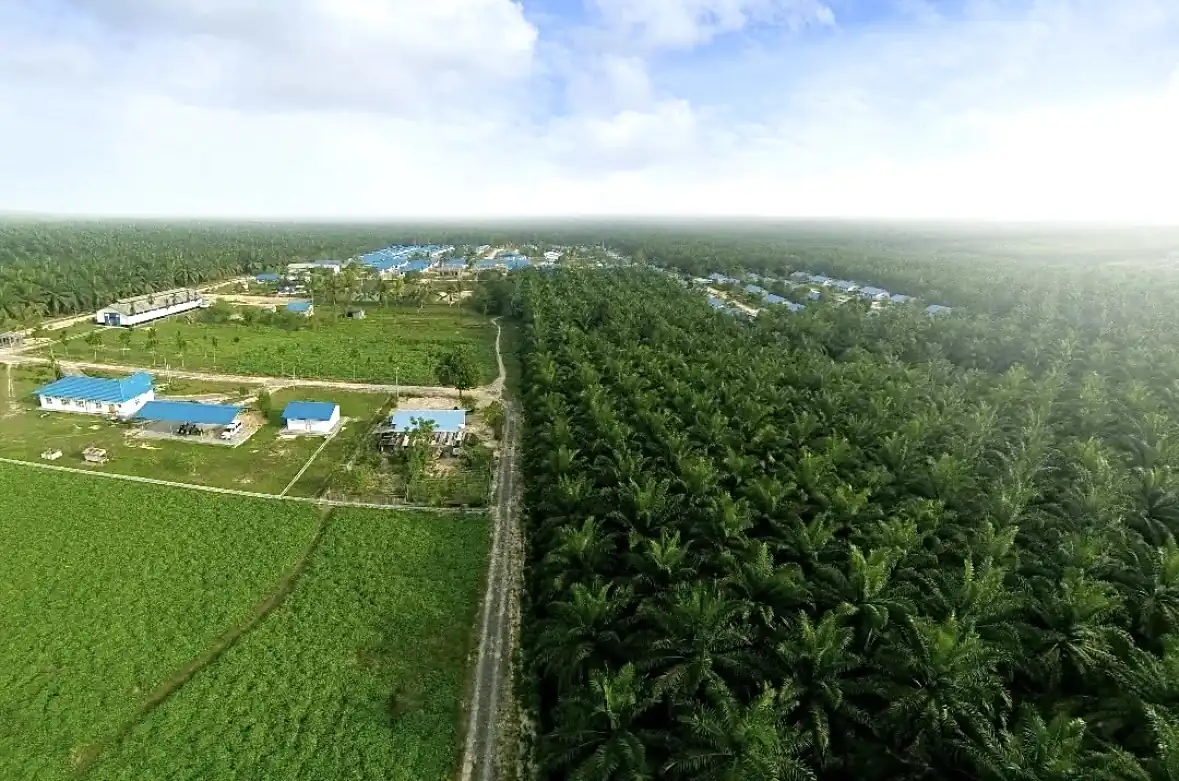 Kebun sawit milik PT Salim Ivomas Pratama (SIMP) di Indonesia, salah satu pemasok utama produk minyak sawit ke pasar ekspor global. Industri sawit berisiko kehilangan pasar utama jika tarif impor Amerika Serikat sebesar 32 persen benar-benar diterapkan. Foto: IG @salimivomaspratama.