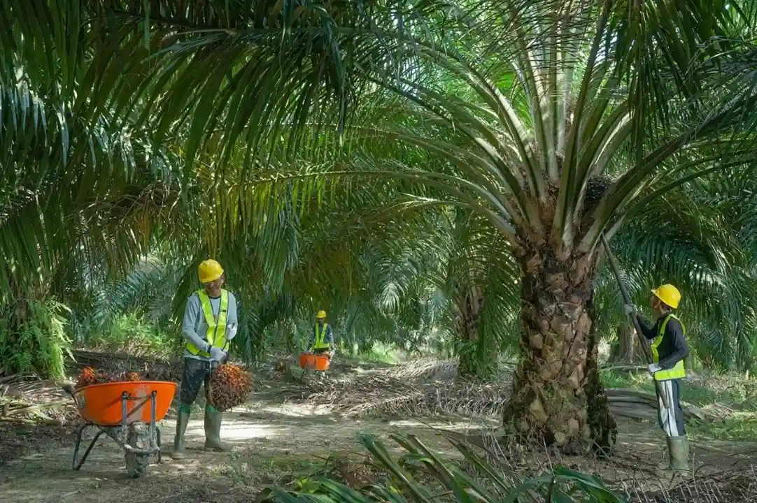 Program Biodiesel B50 resmi diberlakukan mulai 1 Juli 2026 sebagai upaya mengurangi impor solar. Namun, Pengamat Ekonomi Energi UGM Fahmy Radhi mengingatkan agar kebijakan ini tidak memicu krisis pangan maupun mendorong pembukaan hutan demi ekspansi sawit. Foto: Dok. Emiten SSMS.